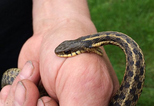 تفسير حلم لدغة الثعبان في المنام