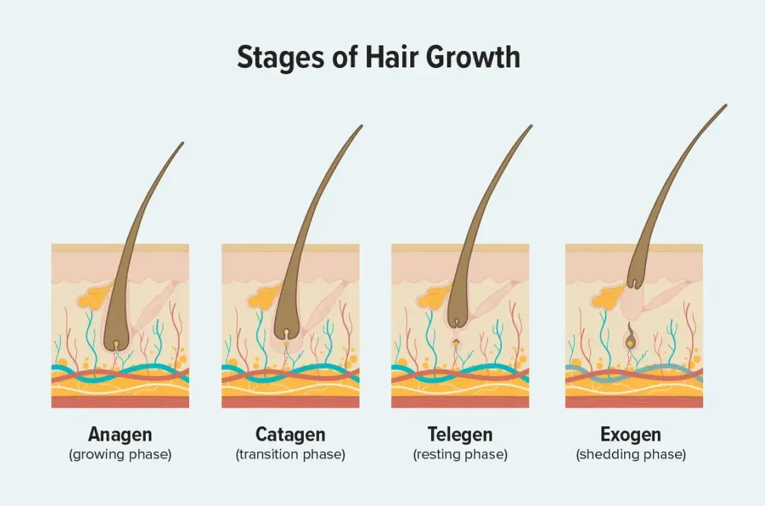 دورة نمو الشعر الطبيعية ومراحل التساقط المؤقت